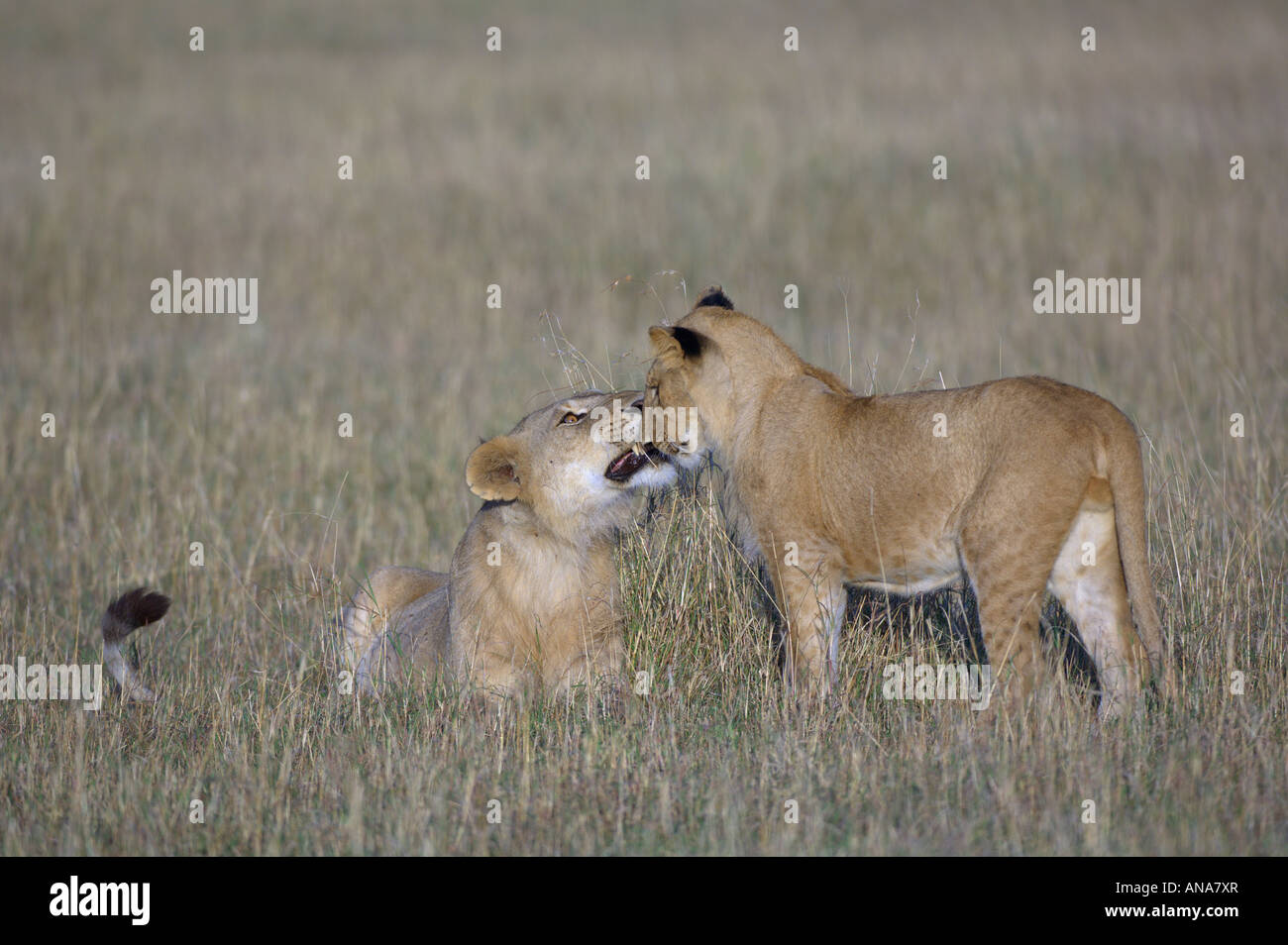 Deux lion (Panthera leo) l'accueil Banque D'Images