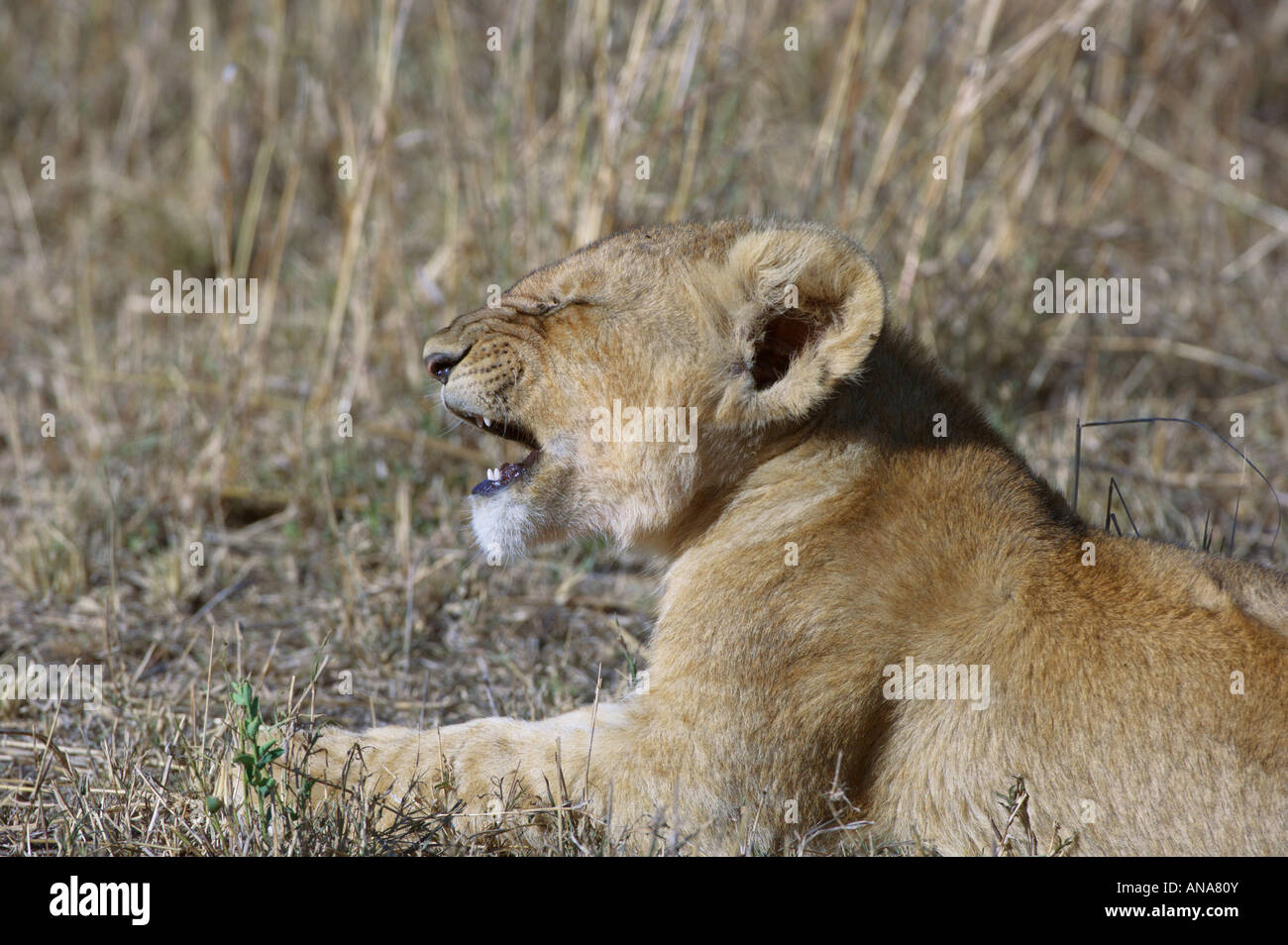 Lion (Panthera leo) cub l'éternuement Banque D'Images