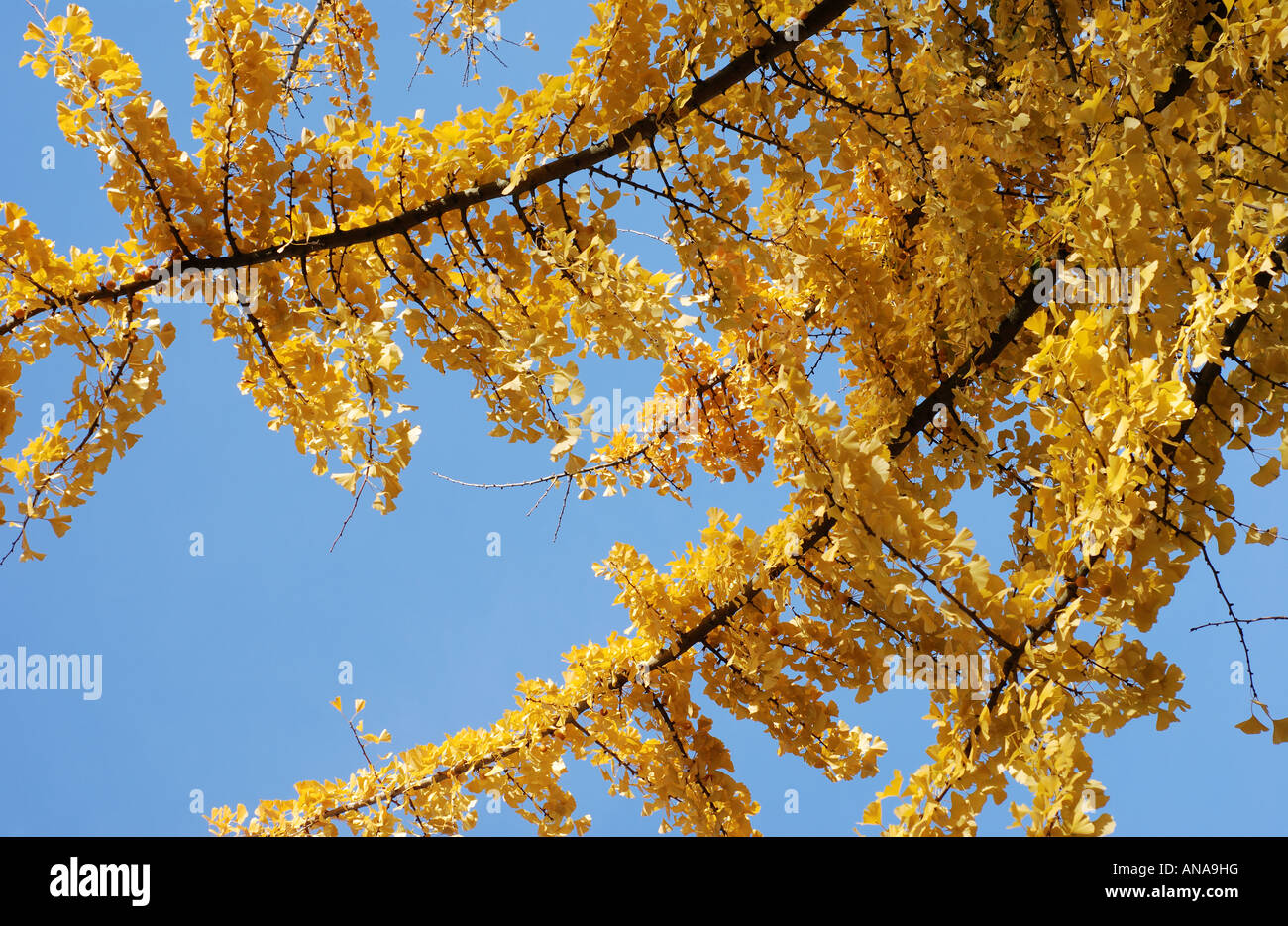 Arbre aux 40 écus, le Ginkgo biloba, à l'automne, Oxford Botanic Gardens, England, UK Banque D'Images