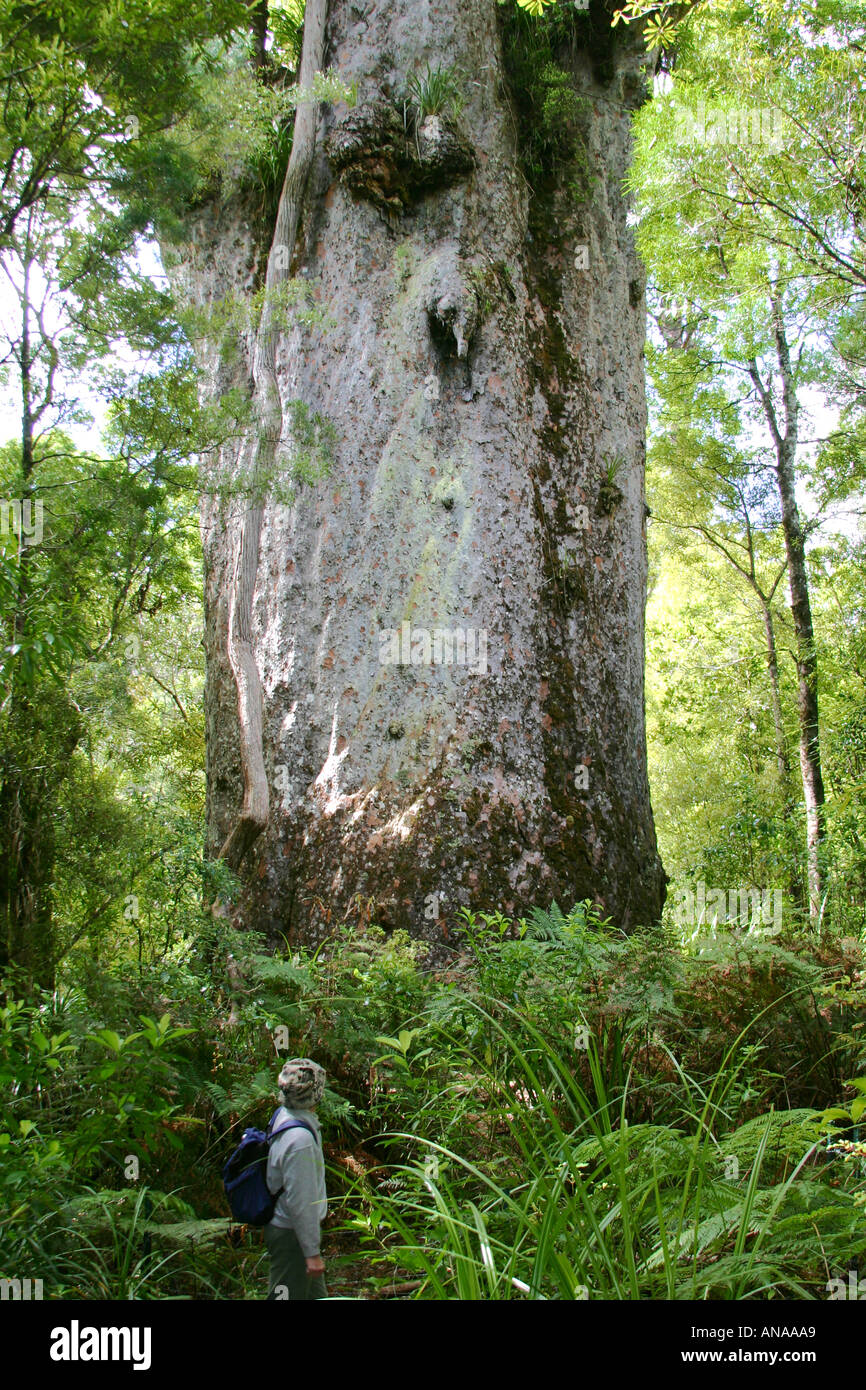 Te Ngahere Mahuta père de la deuxième plus grande forêt arbre kauri de Nouvelle-Zélande Banque D'Images