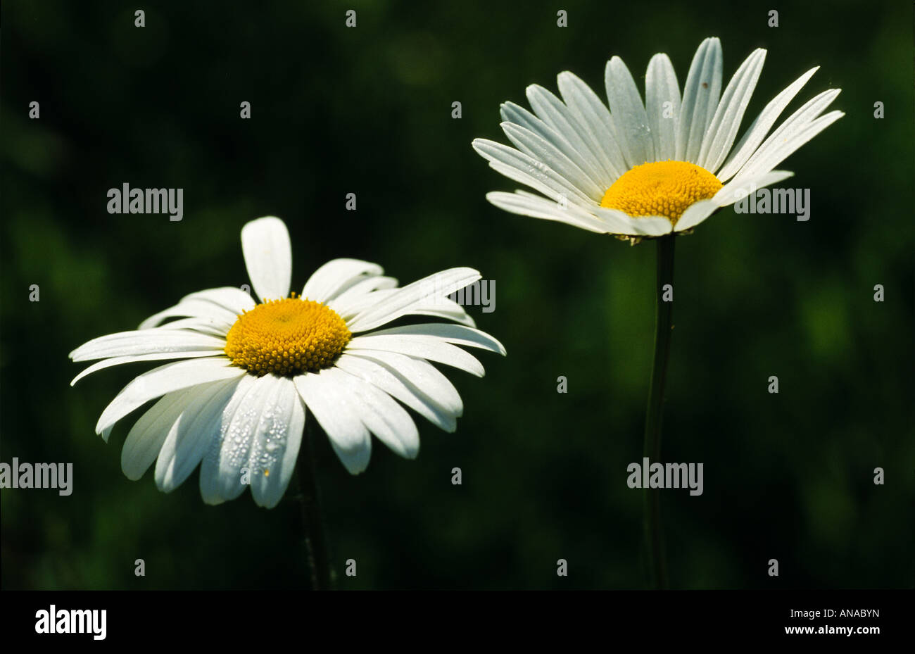 Chrysanthemum leucanthemum, la grande marguerite Banque D'Images