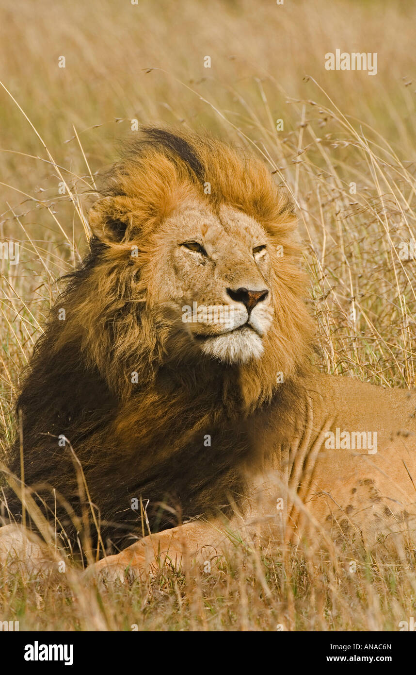 La crinière noire male lion (Panthera leo) portrait Banque D'Images