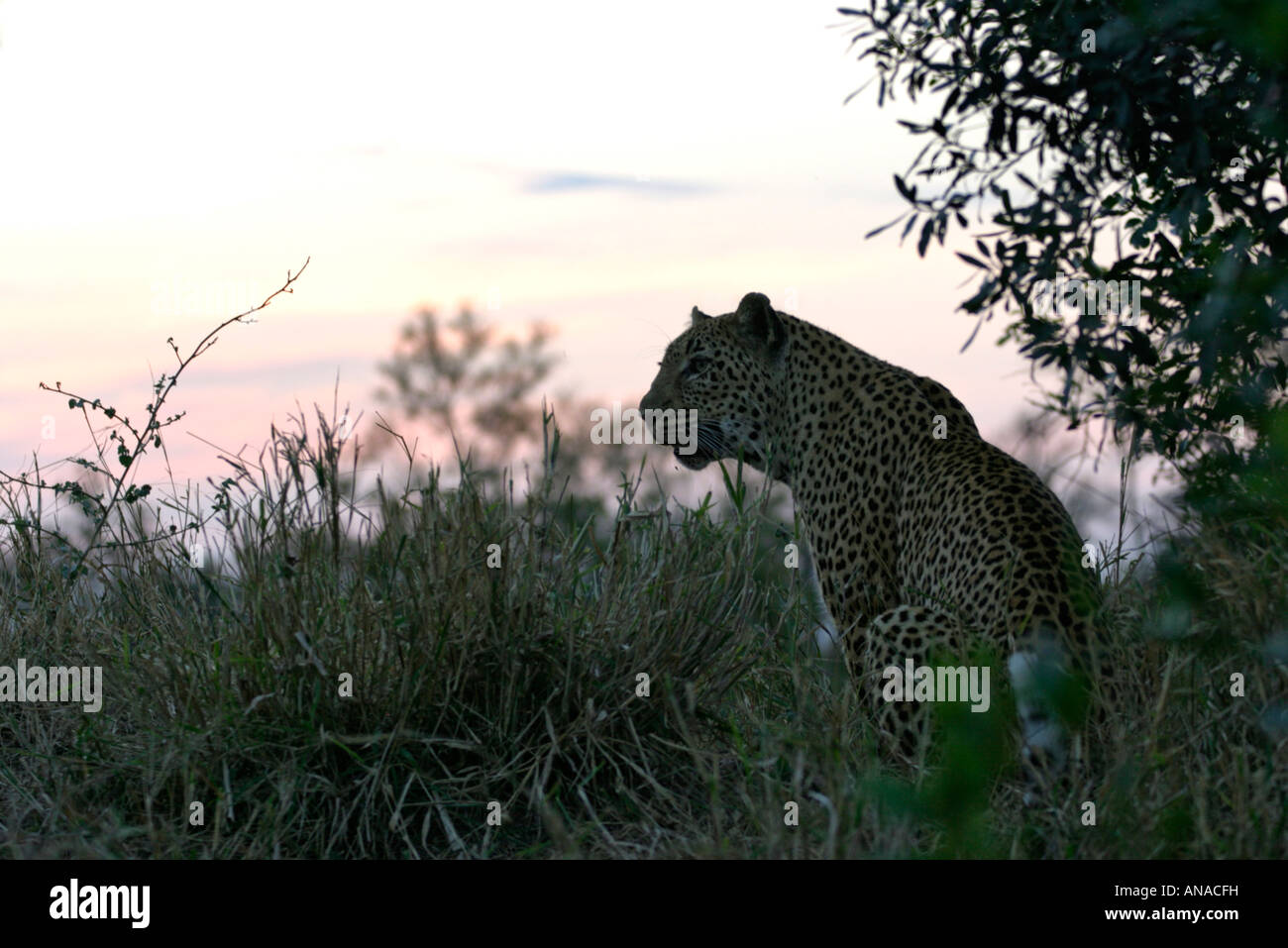 Leopard assis sous un arbre au crépuscule Banque D'Images