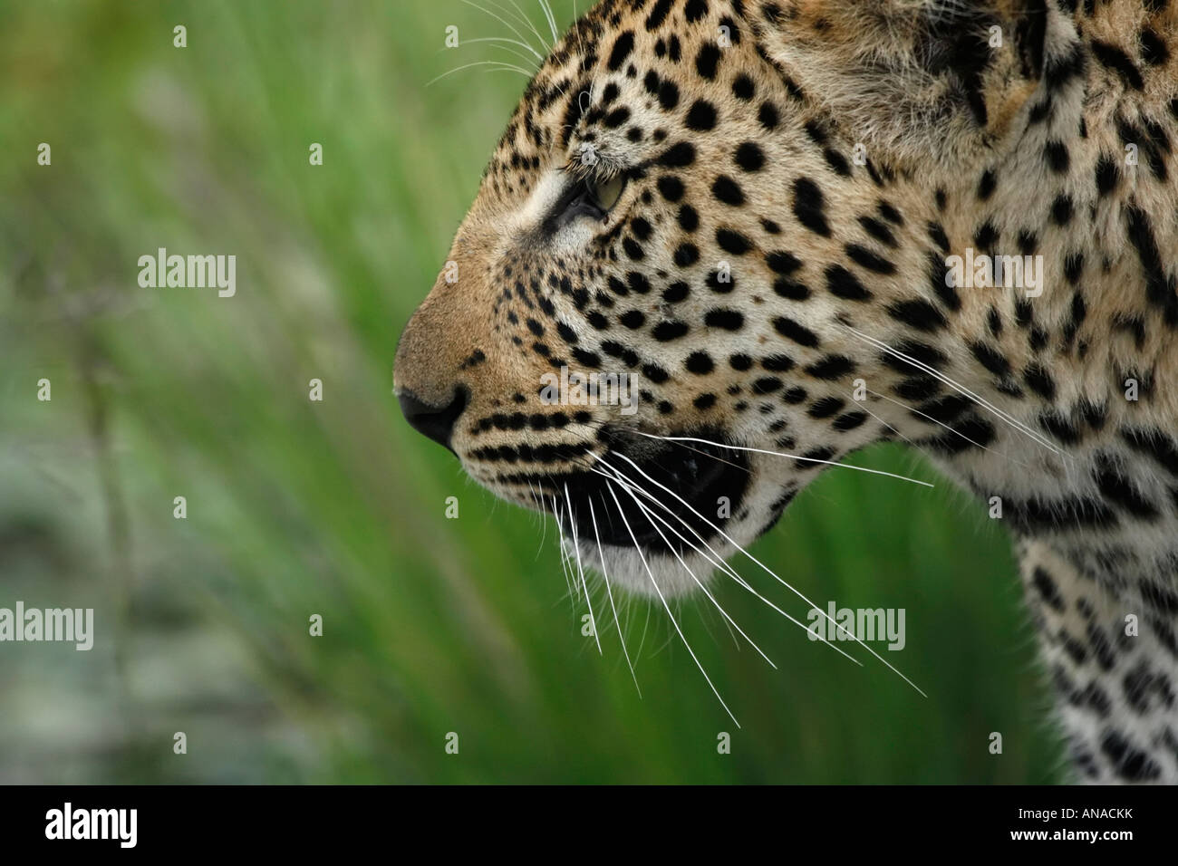 Side view close up of Leopard's face Banque D'Images