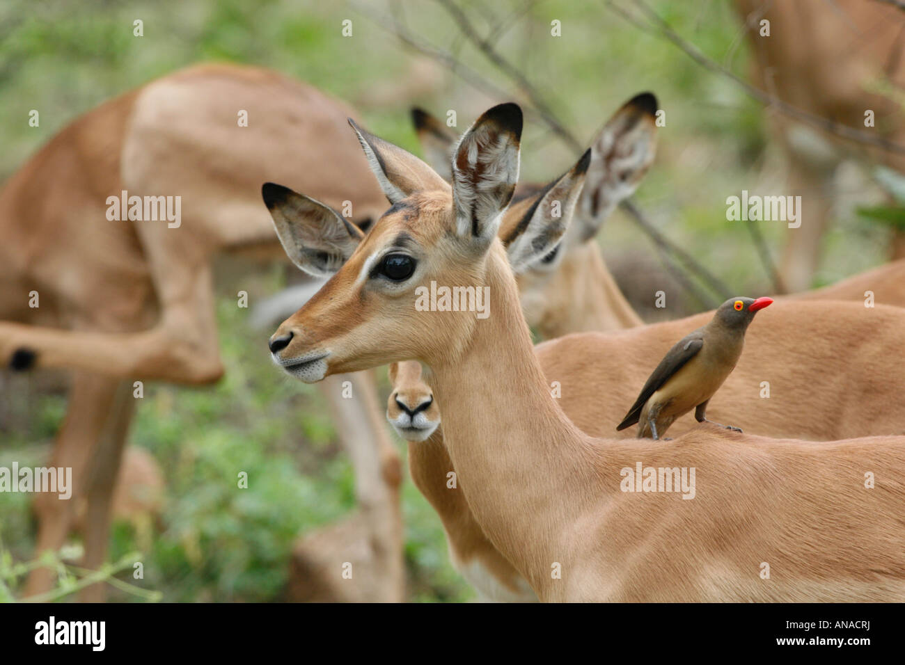 Avec redbilled oxpecker troupeau Impala Banque D'Images