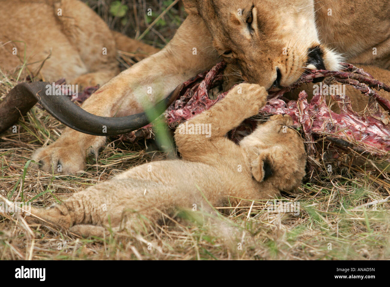 Lion et d'oursons qui se nourrit d'une kill kudu Banque D'Images