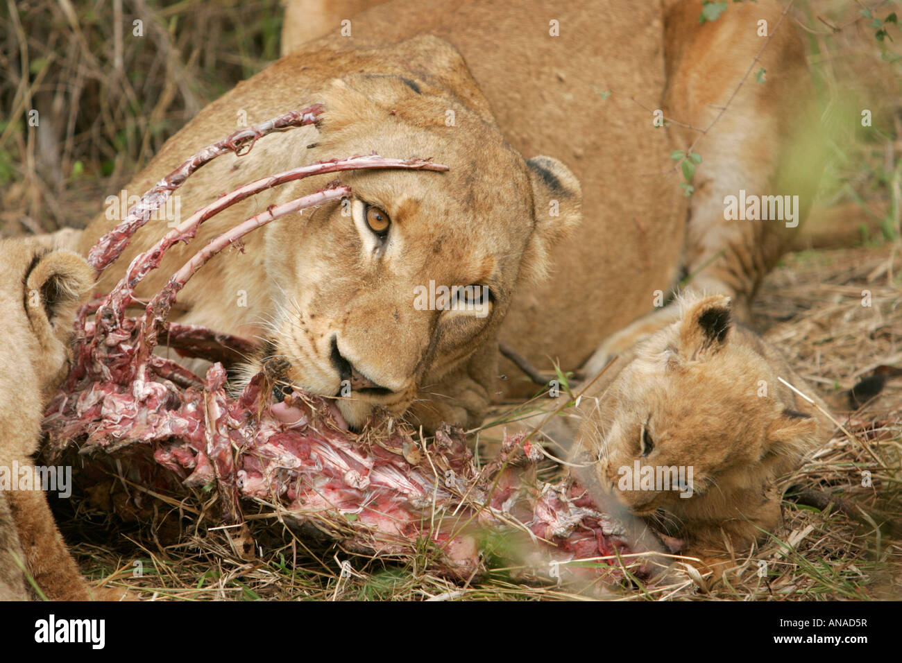 Lion cub et se nourrissant de tuer l'antilope Banque D'Images
