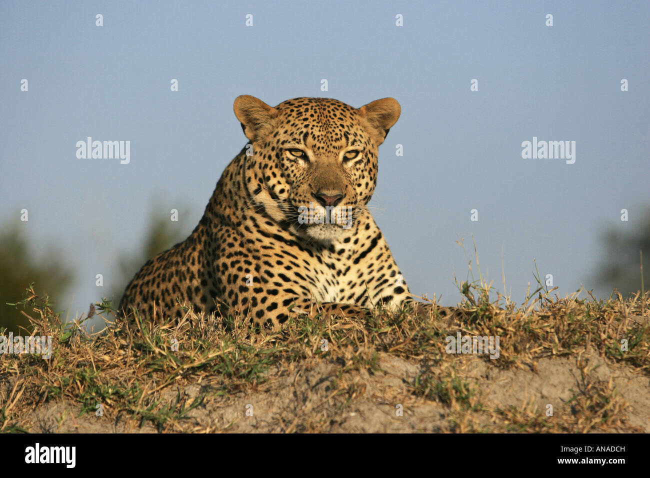 Portrait of a male leopard reposant sur termitière Banque D'Images