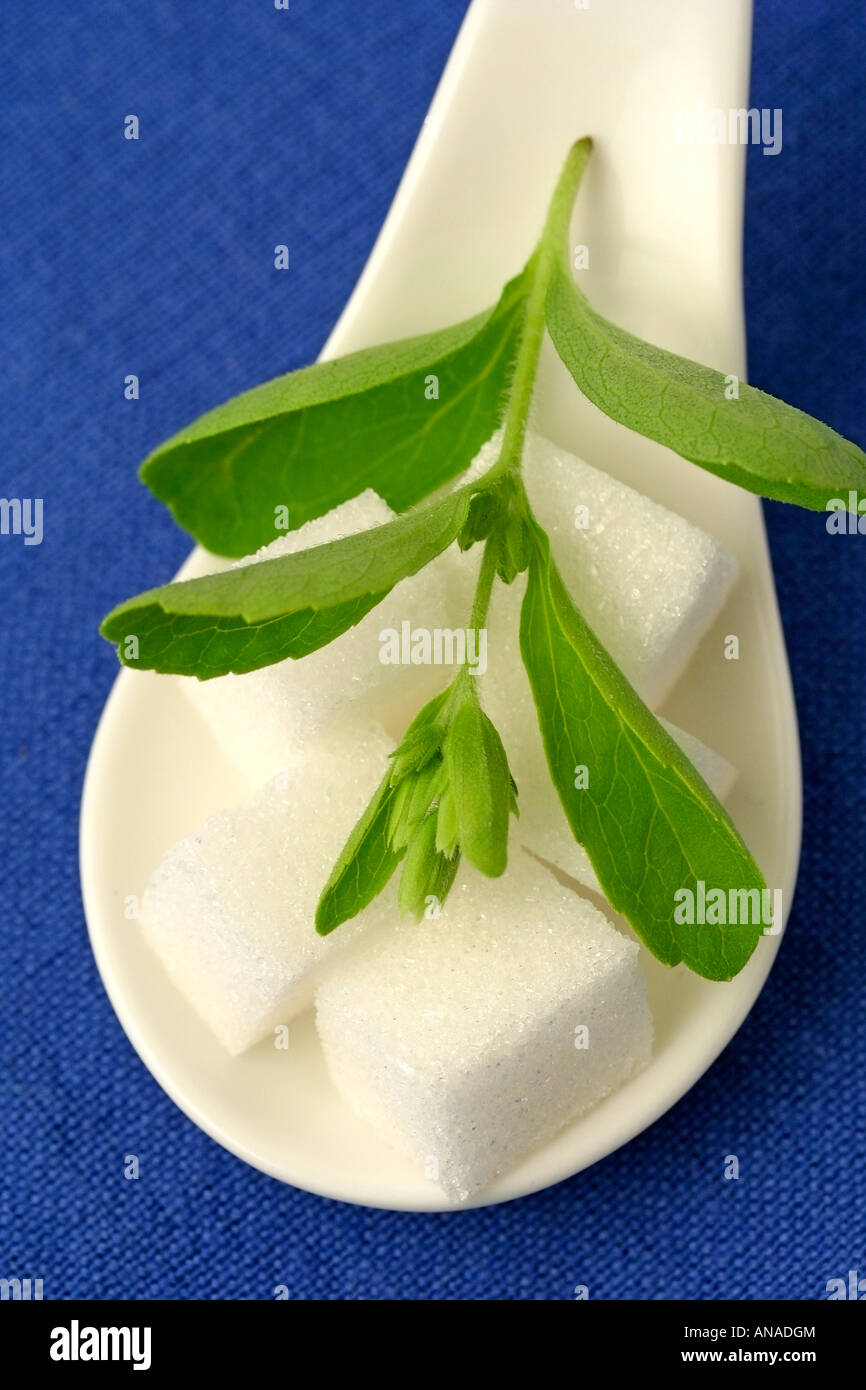 Sweet herb Stevia rebaudiana Banque D'Images