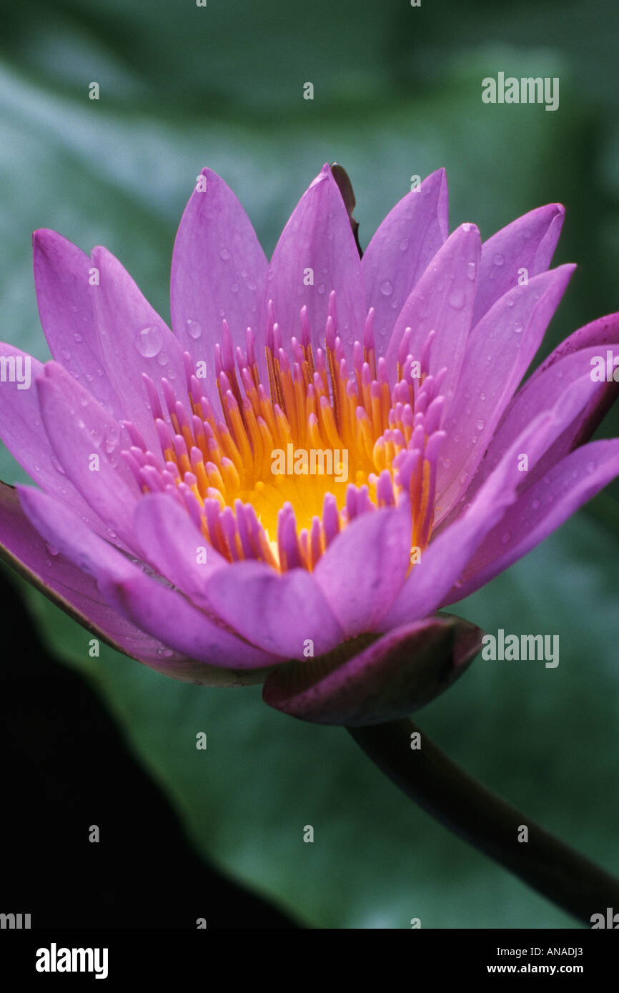 Nénuphar (nymphaea stellata) Banque D'Images