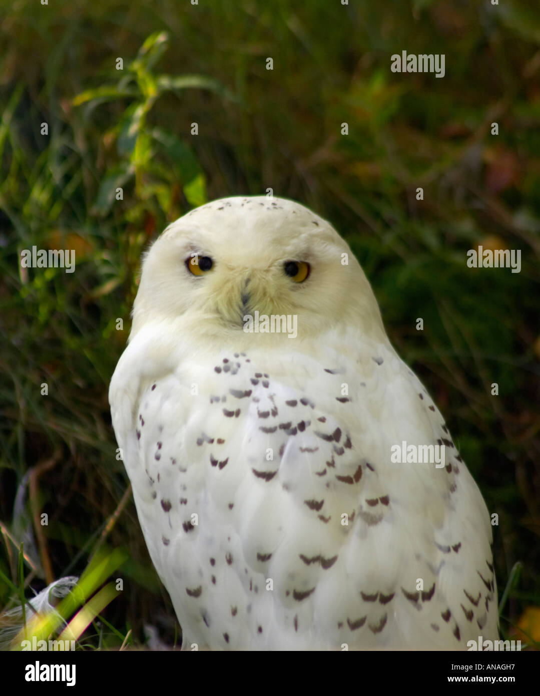 Harfang des neiges en captivité au Zoo de Ranua, Finlande Banque D'Images