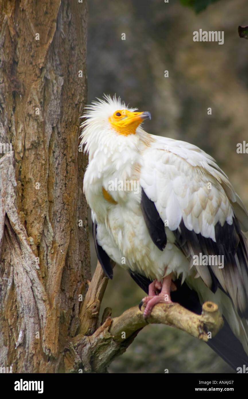 Un vautour égyptien en captivité Banque D'Images