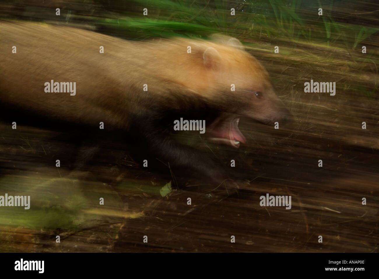 Chien de Bush ou du vinaigre FOX Speothos venaticus Bassin Amazonien Banque D'Images Chien de Bush ou du vinaigre FOX Speothos venaticus Bassin Amazonien Banque D'Images