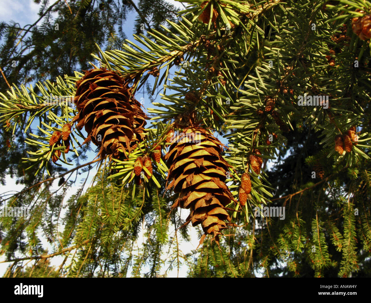 Sapin de Douglas (Pseudotsuga menziesii), cônes Banque D'Images