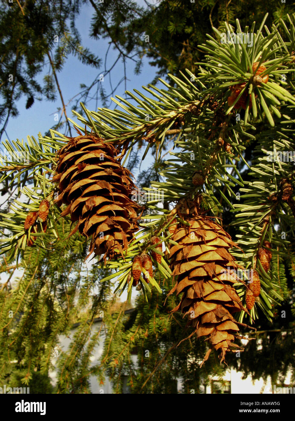 Sapin de Douglas (Pseudotsuga menziesii), cônes Banque D'Images