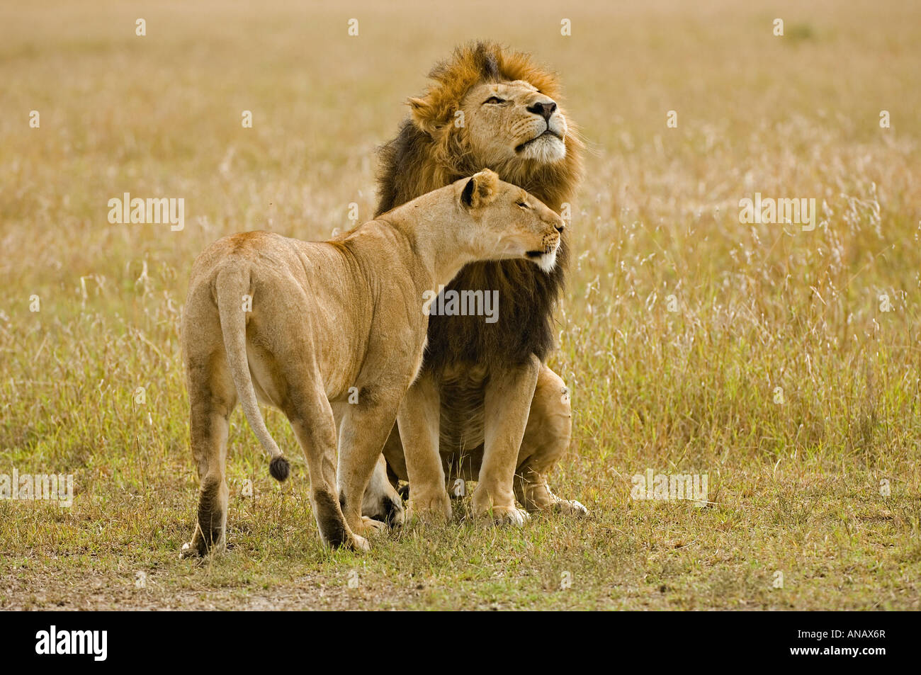 Lionne et lion (Panthera leo) Banque D'Images