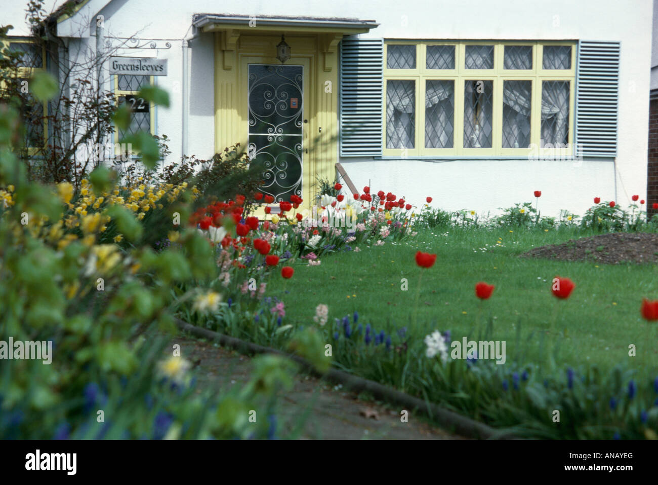 Tulipes rouges et de fleurs de printemps dans un petit jardin en face de la maison de banlieue avec des volets gris Banque D'Images