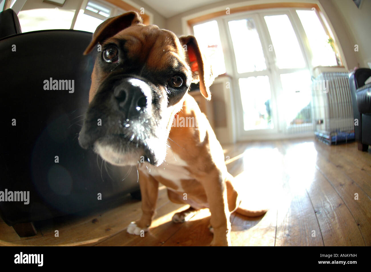 Chien Boxer Britannique à La Maison à La Loyale Et Dévouée