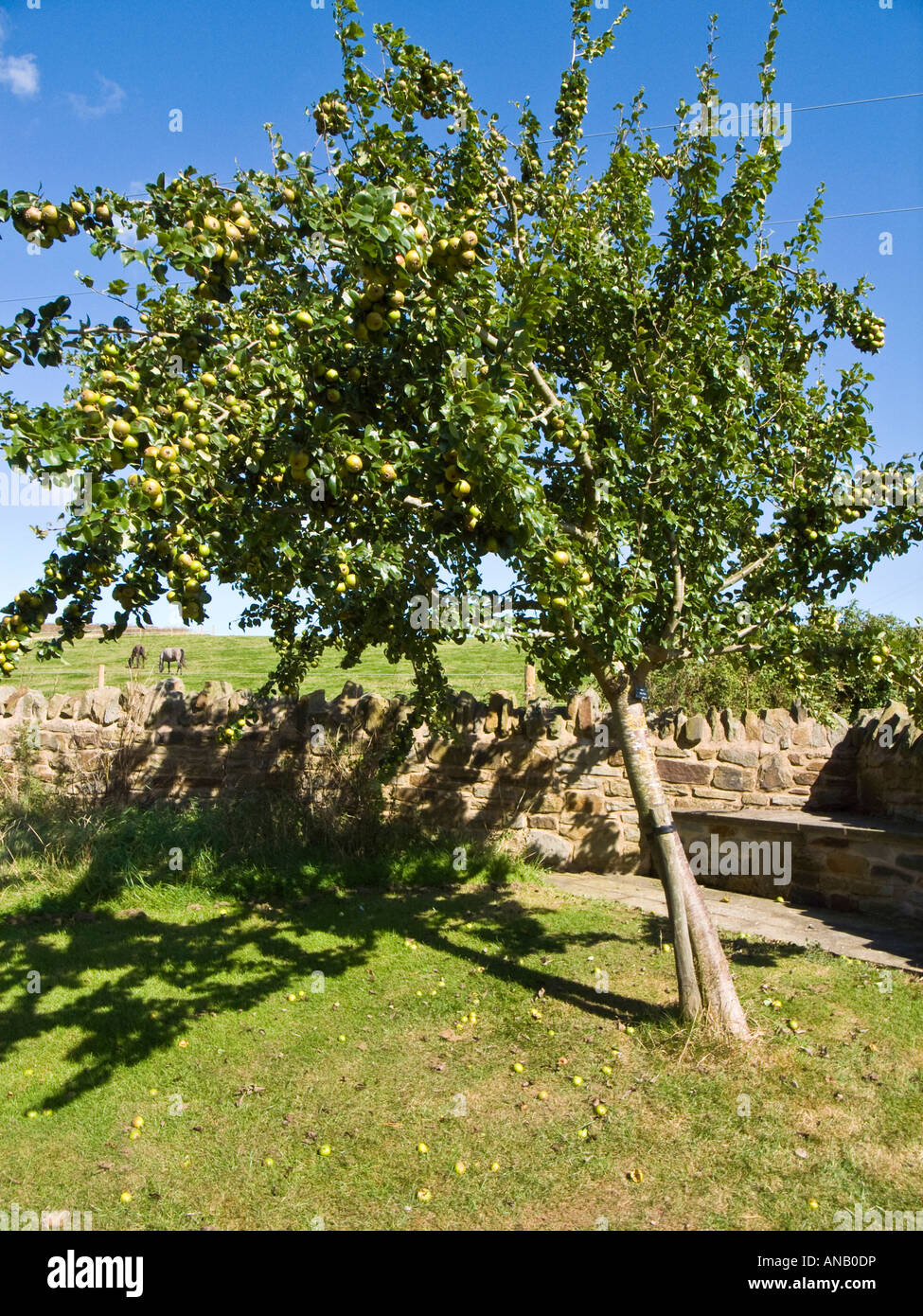 De rares pear tree porte ses fruits en septembre Pyrus communis Hartpury Green utilisées par le passé pour faire la boisson populaire Perry Banque D'Images