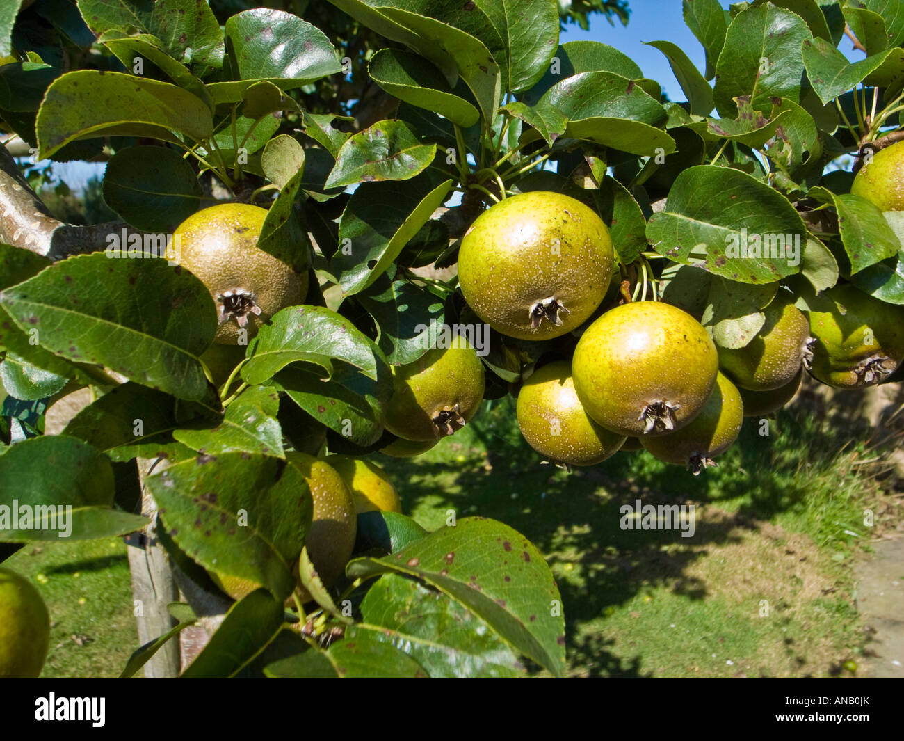 Perry Perry Fruit Fruit de Perry rare poire cidre Pyrus communis 'Hartpury Green ...