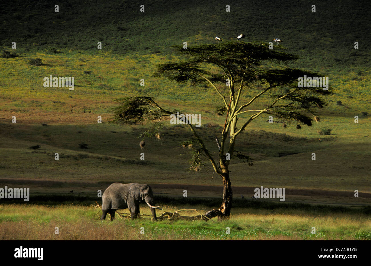 Un éléphant solitaire près d'un arbre de la fièvre (Loxodonta africana) Banque D'Images