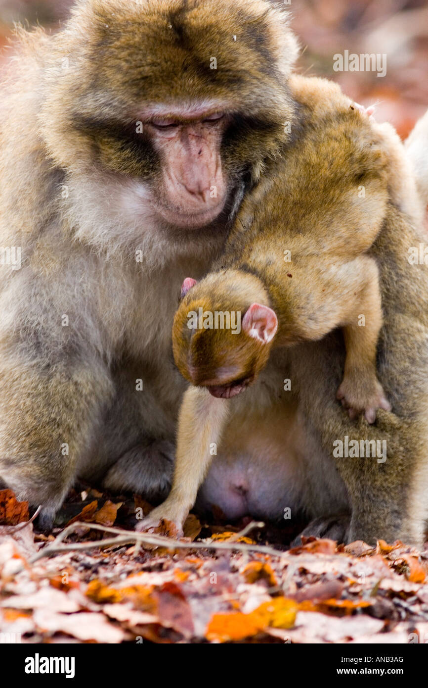 Macaque de Barbarie mâles avec de jeunes sur le dos à la Forêt des Singes Trentham Stoke Banque D'Images