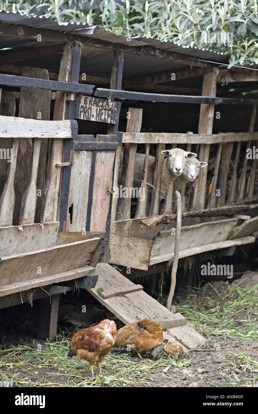 GUATEMALA CAPELLANIA Heifer Project International moutons élevés conformément à la politique de zéro-pâturage Banque D'Images