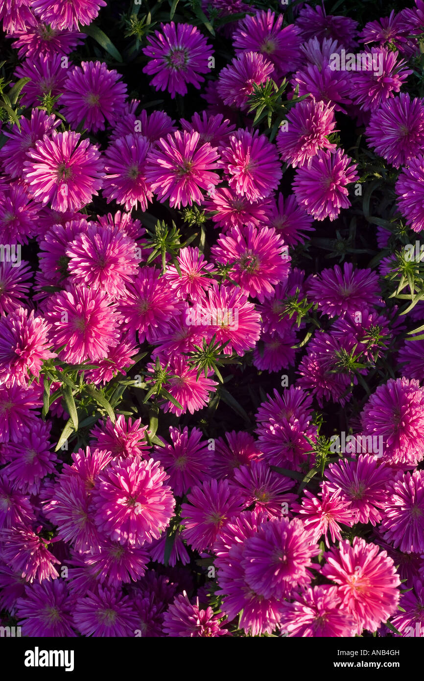Jardin de fleurs, des asters cultivées Diplopappus sp. Banque D'Images