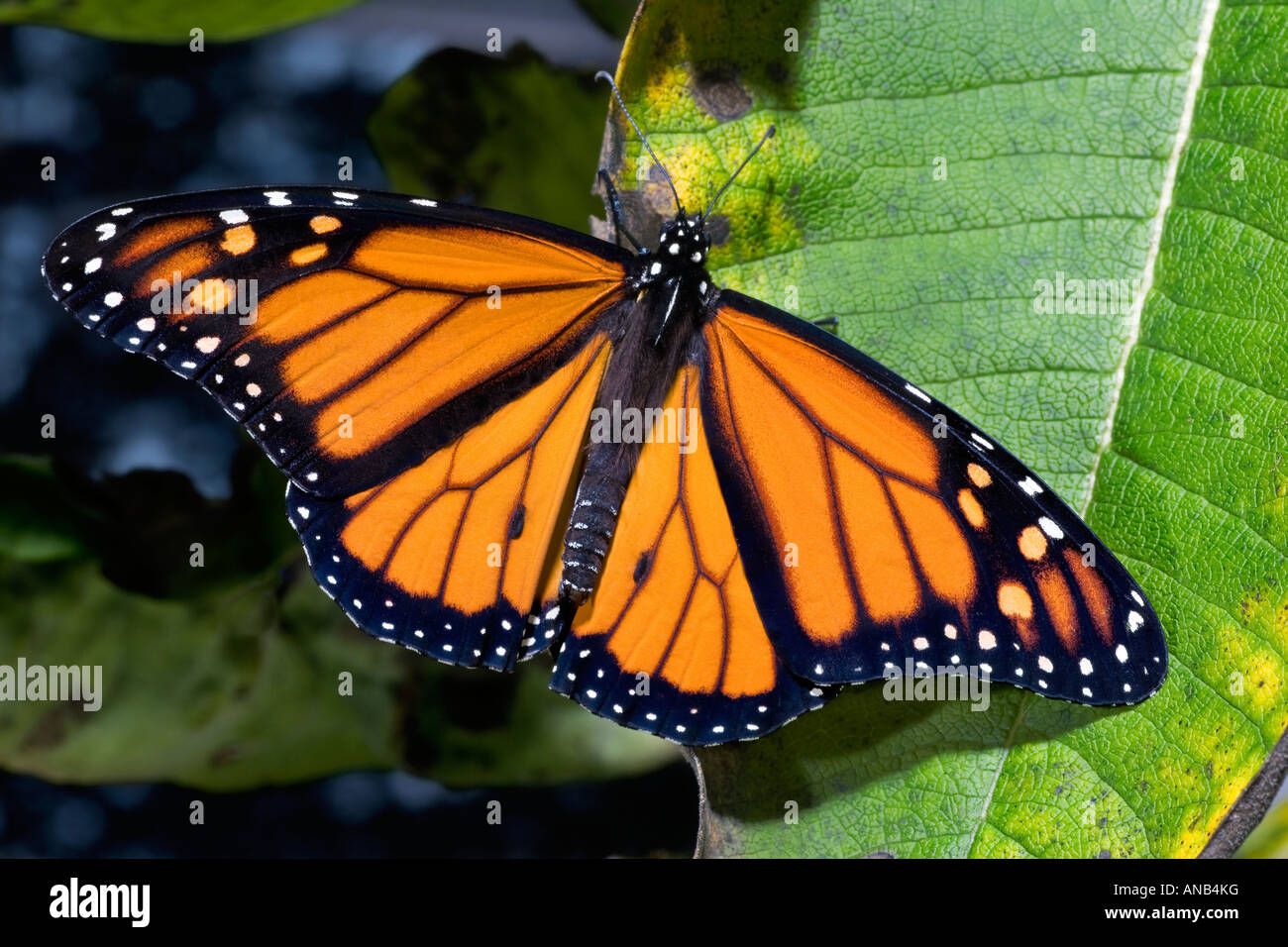 Naissance d'un papillon Monarque Danaus plexippus Banque D'Images