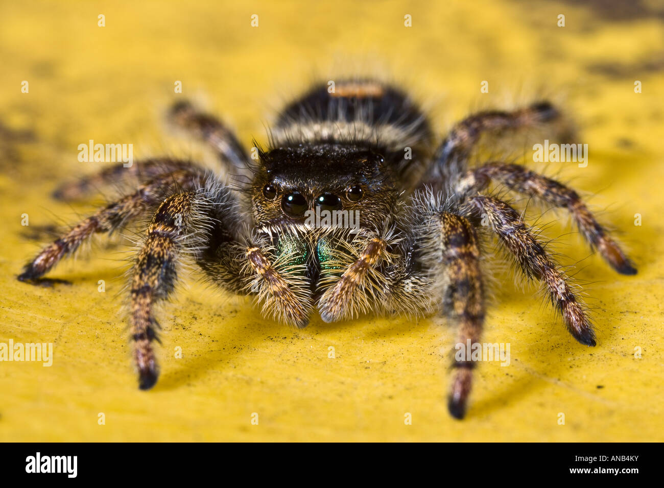 Araignée sauteuse Phidippus audax Banque D'Images