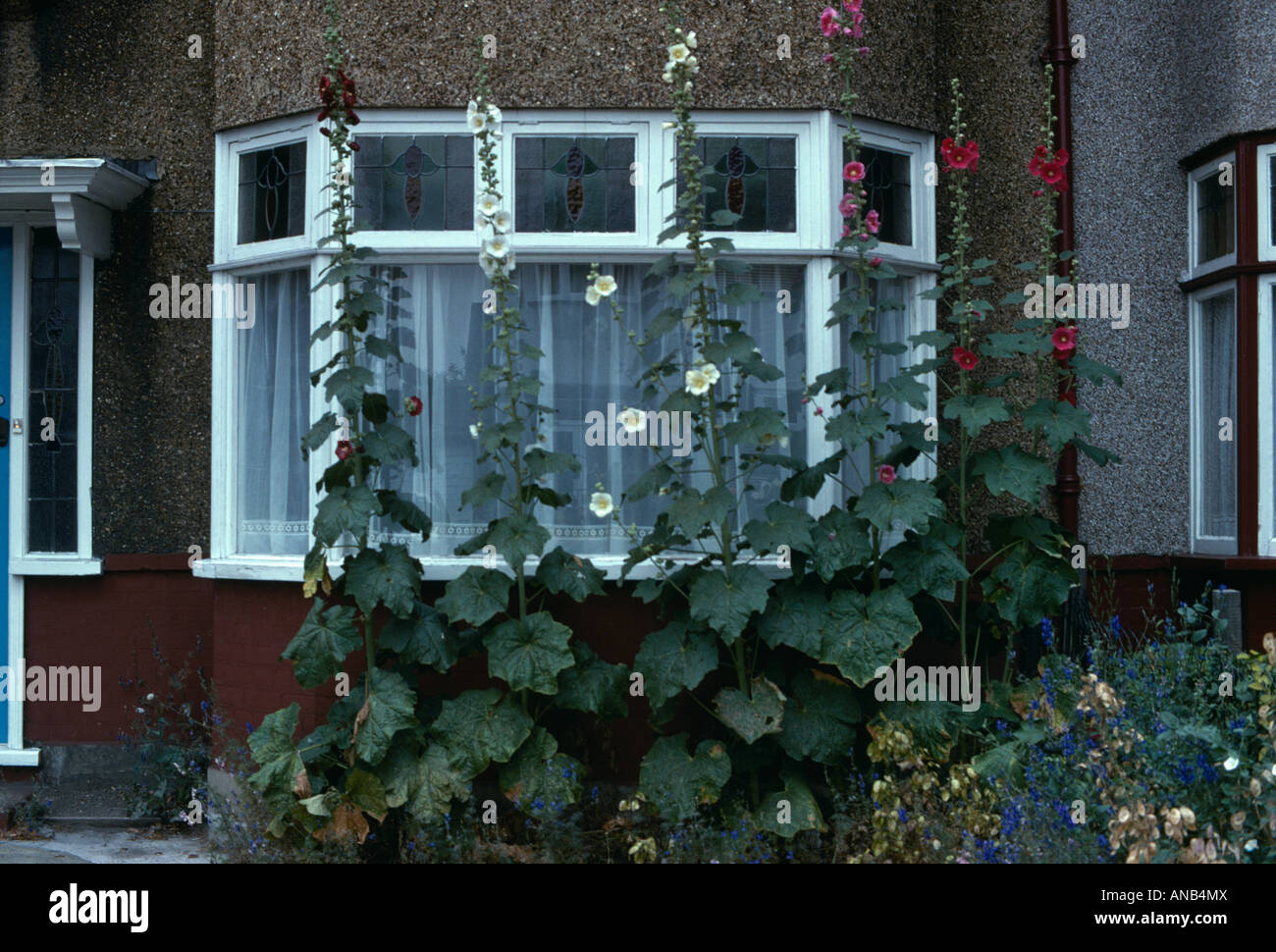 Roses trémières en face de fenêtre en baie de suburban house Banque D'Images