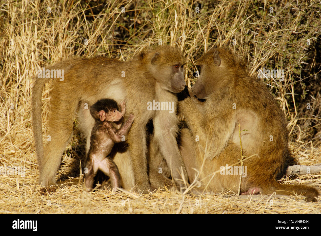 Babouin Chacma interaction avec la famille jeune accroché à sa mère. Banque D'Images