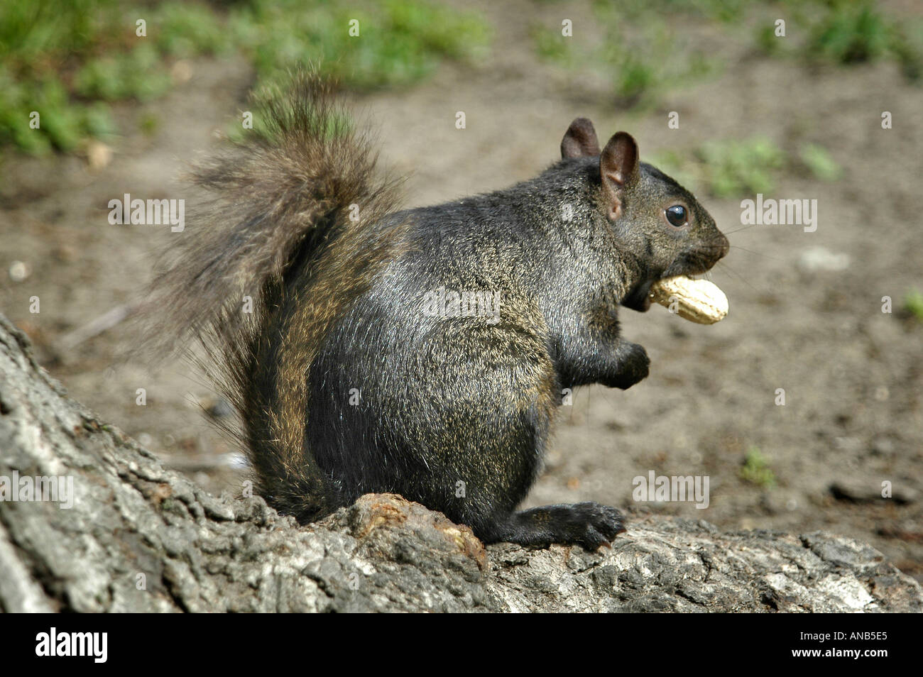 L'Écureuil noir avec des arachides dans la bouche Banque D'Images
