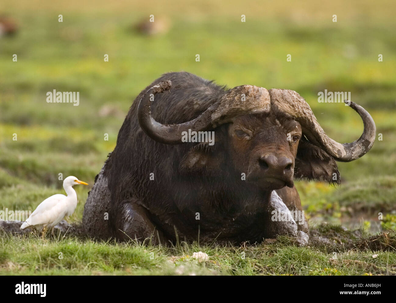 Un héron garde-boeufs (Bubulcus ibis) à côté d'alimentation reposant buffle (Syncerus caffer) la chasse aux insectes Banque D'Images