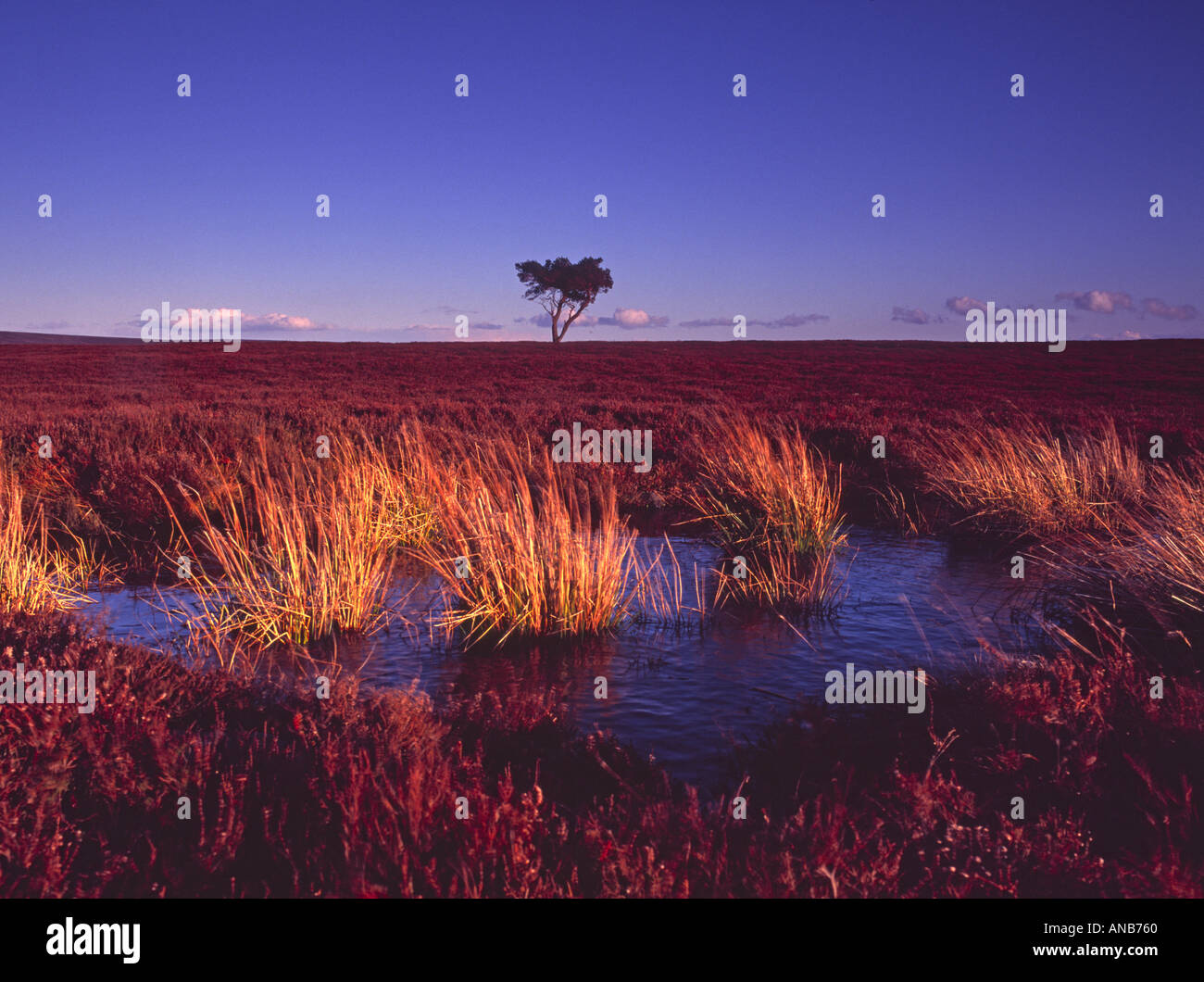Lone Pine et de tourbière Moor Egton North Yorkshire Moors Yorkshire Angleterre Banque D'Images