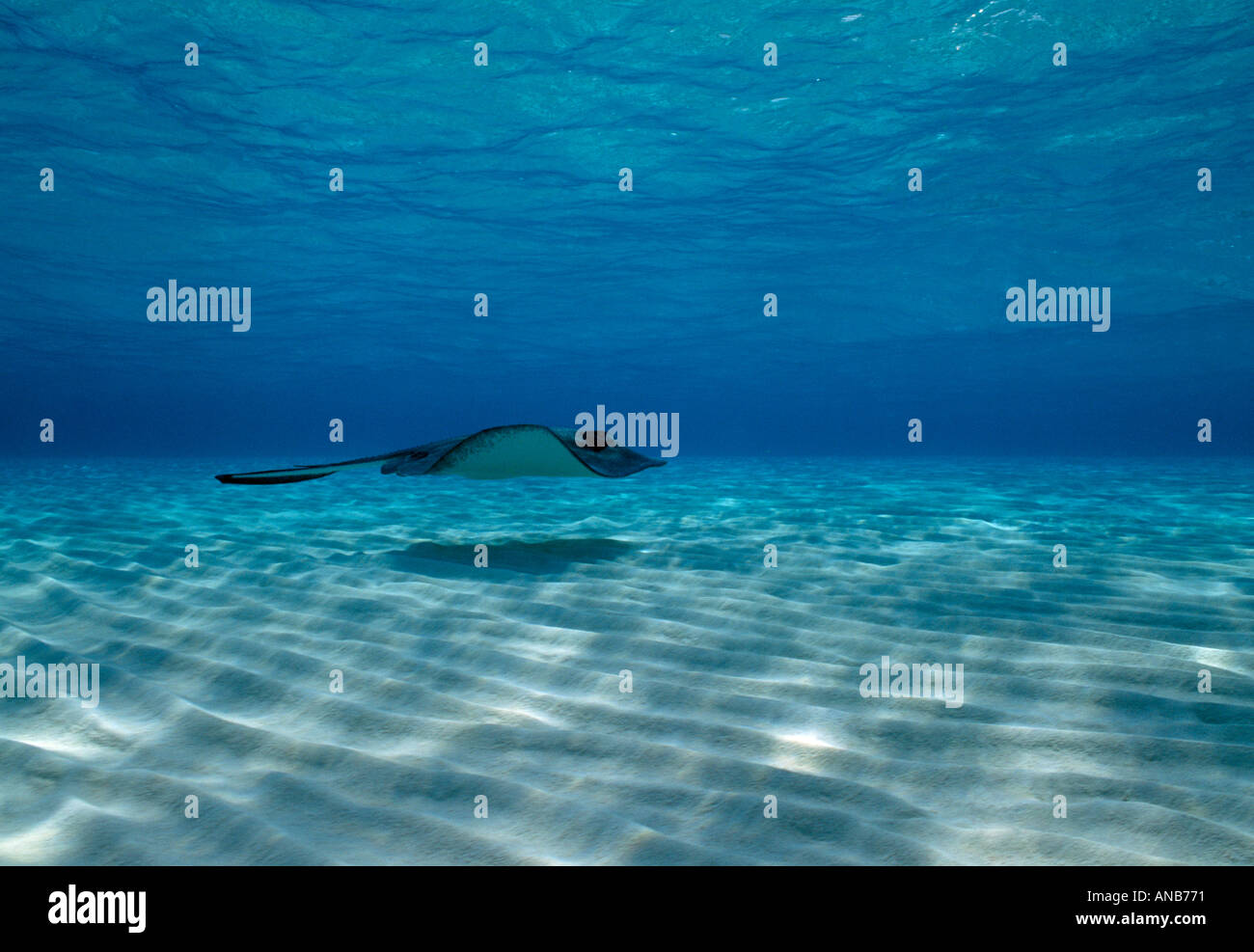 Grand Cayman Sandbar stingray nage sur fond peu profond ridée Banque D'Images
