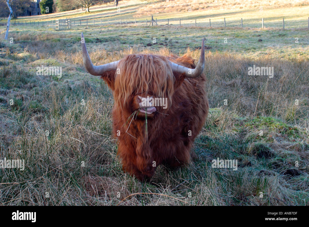 Vache Highland mâcher de la CUD Banque D'Images
