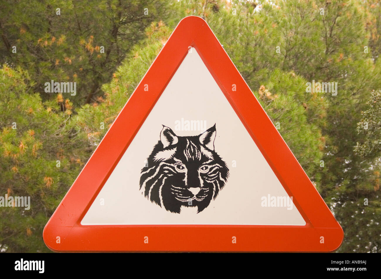 Le panneau de signalisation de passage à niveau d'avertissement lieu de wild Lynx dans la Sierra Morena Andujar Espagne Banque D'Images