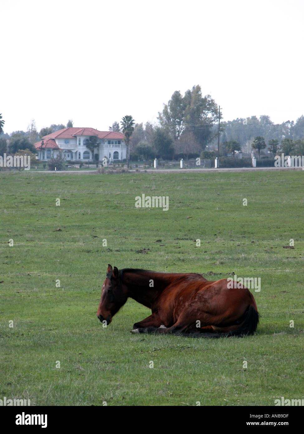 Un quarterhorse dans un champ près de Fresno CA USA Banque D'Images