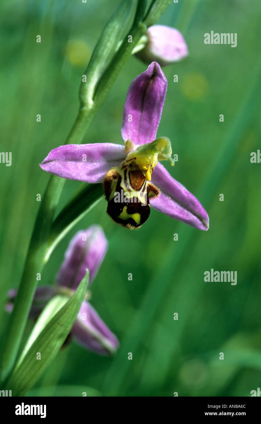 L'orchidée abeille Espèces menacées Banque D'Images