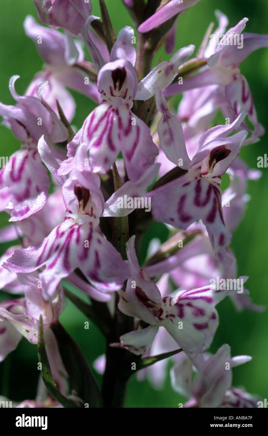 Orchidée tachetée commun Dacrylorhiza fuchsii Sussex close up Banque D'Images