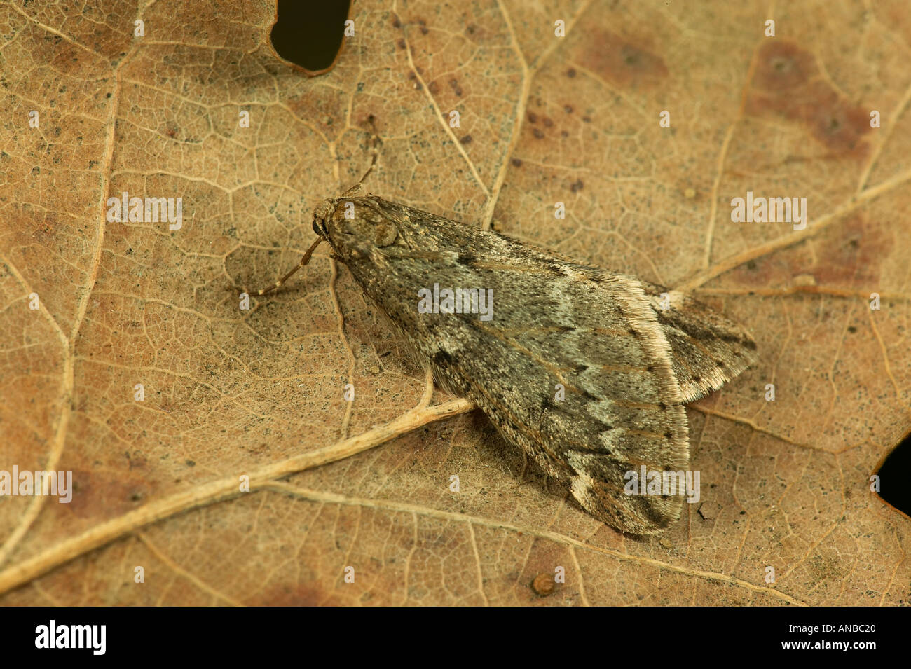 Papillon Alsophila aescularia mars Banque D'Images