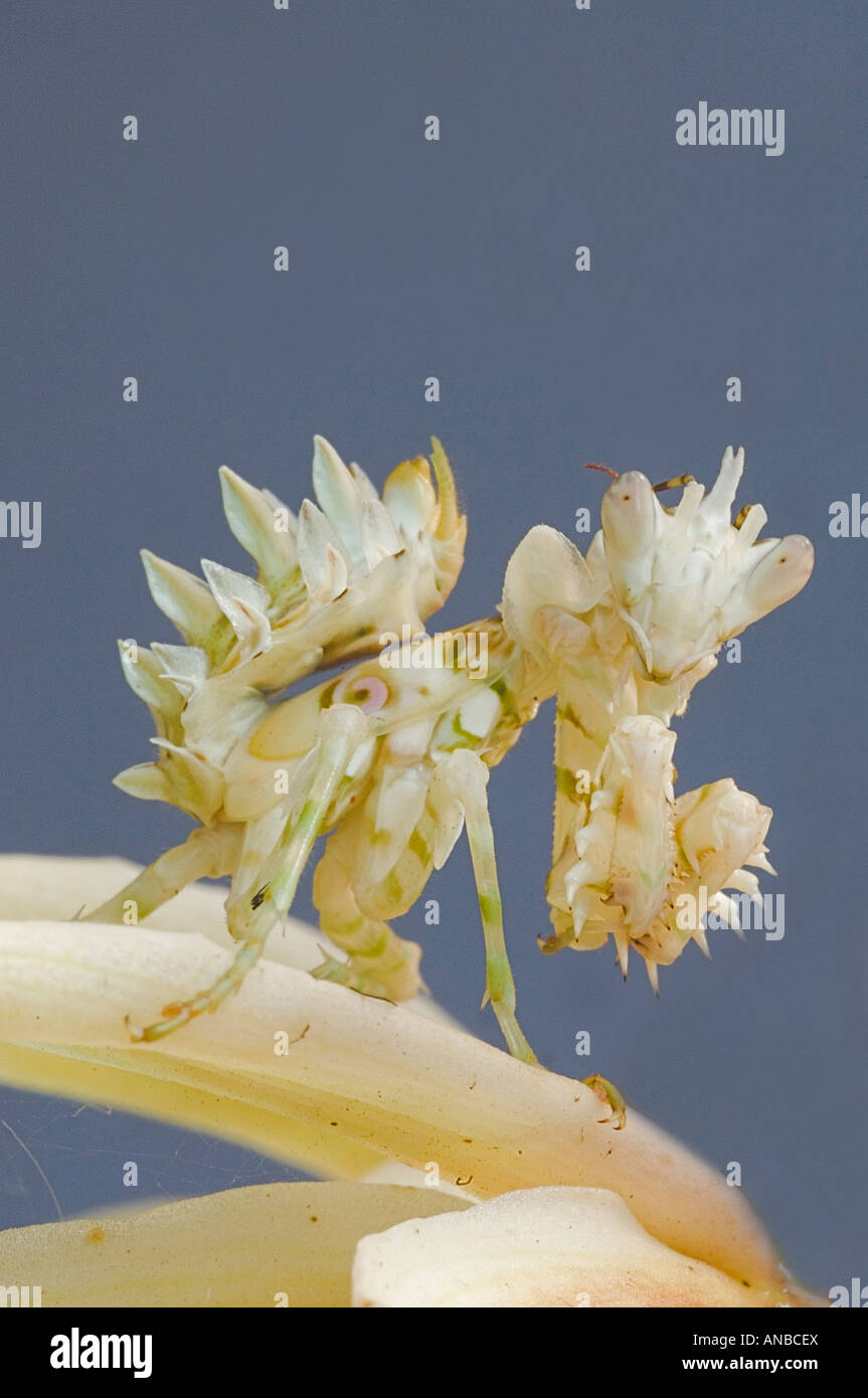 Eyed-mante (Pseudocreobotra wahlbergi fleur) imite les fleurs et les insectes visitant les embuscades. Banque D'Images