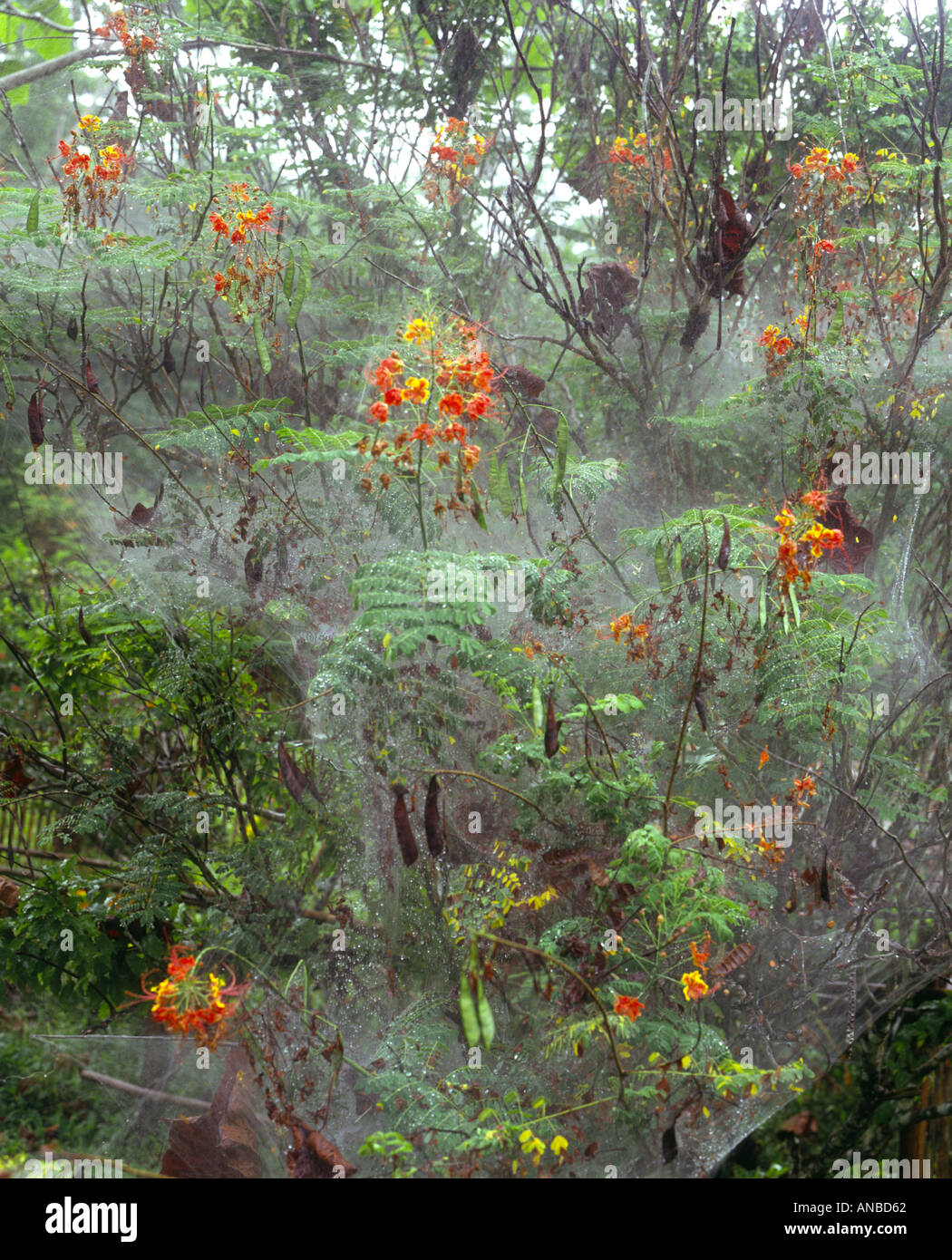 Amazon jungle Pérou espèces de légumineuses enveloppé dans des toiles d'araignée Banque D'Images