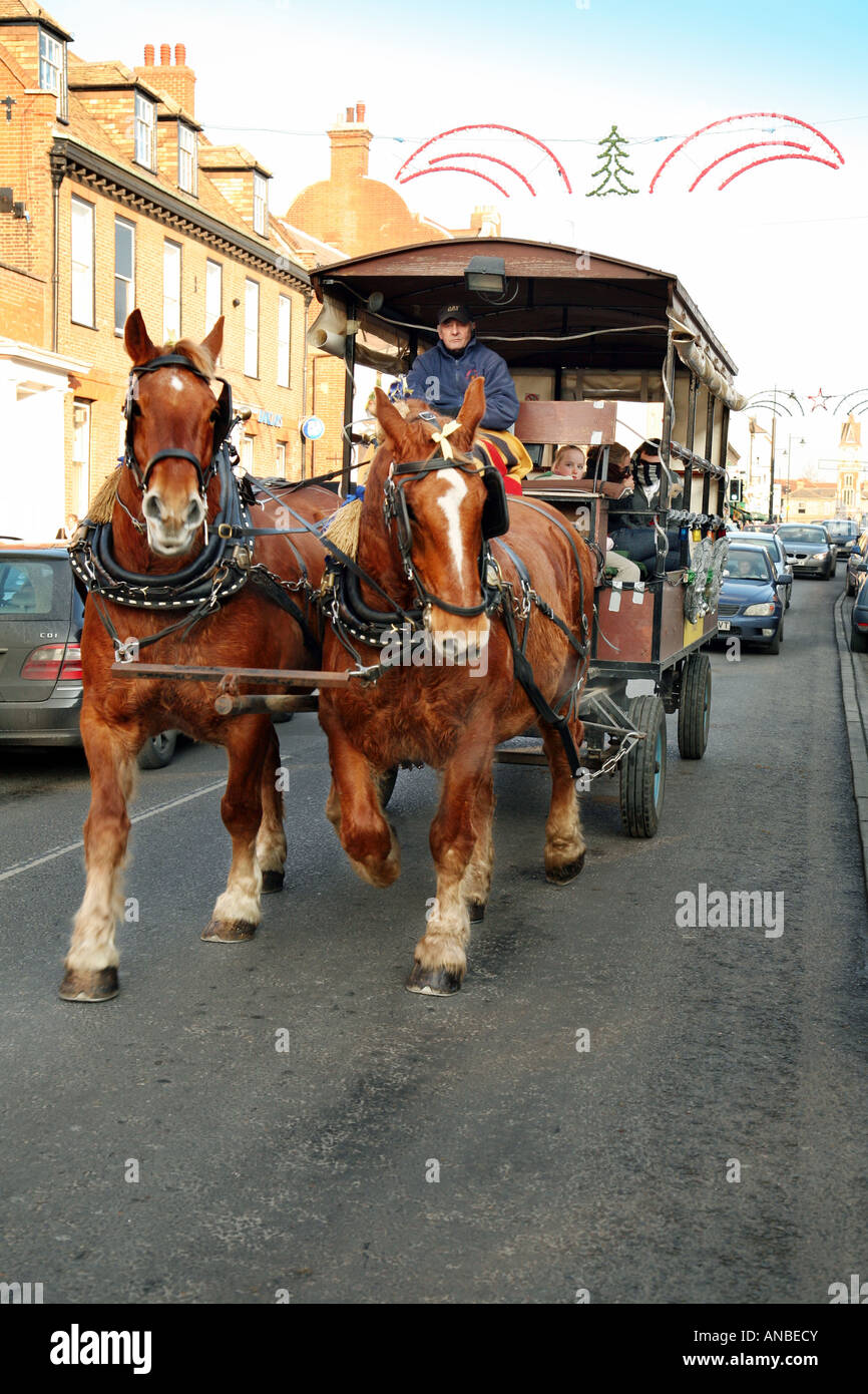 'Suffolk Punch' shirehorses et transport, Newmarket, Suffolk, Angleterre Banque D'Images