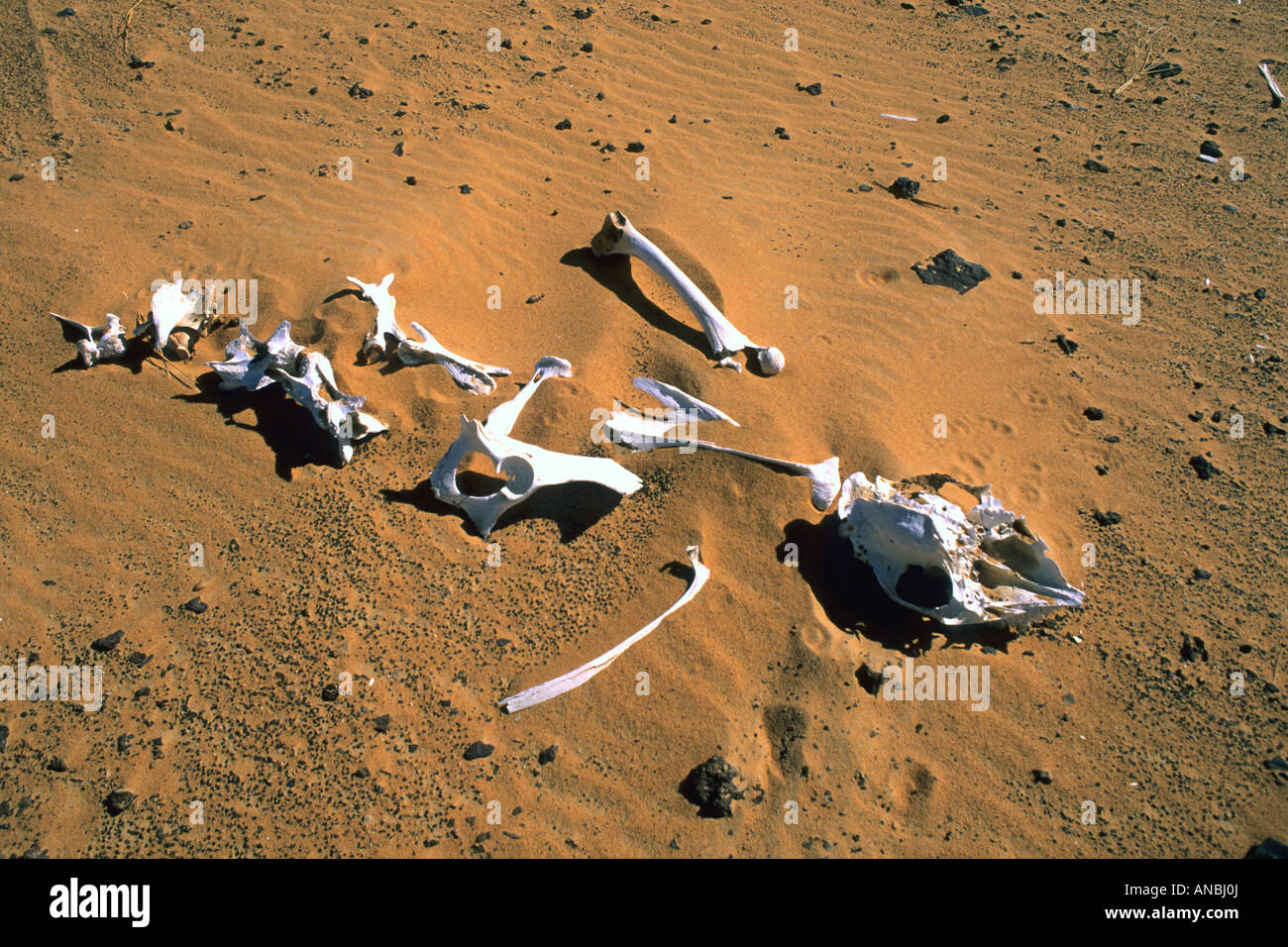 La séché reste de certains du squelette (os) d'un dromadaire (chameau) dans le sable du désert Banque D'Images