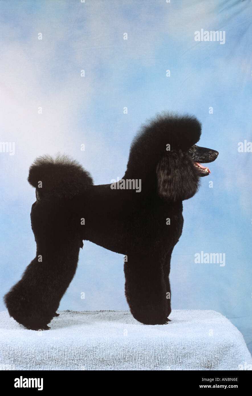 Caniche miniature noir Banque D'Images