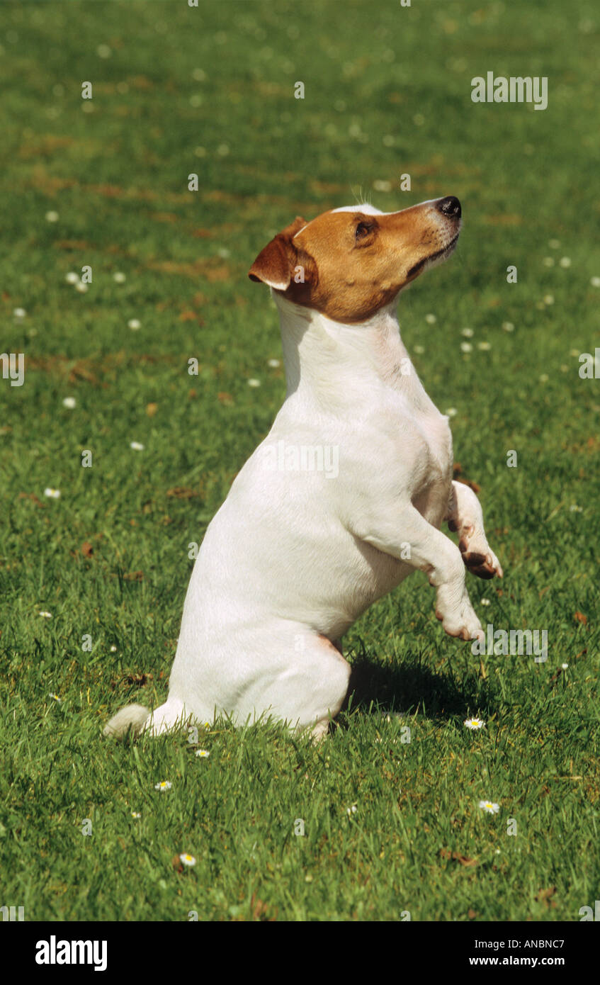 Jack Russell Terrier dog - mendicité Banque D'Images