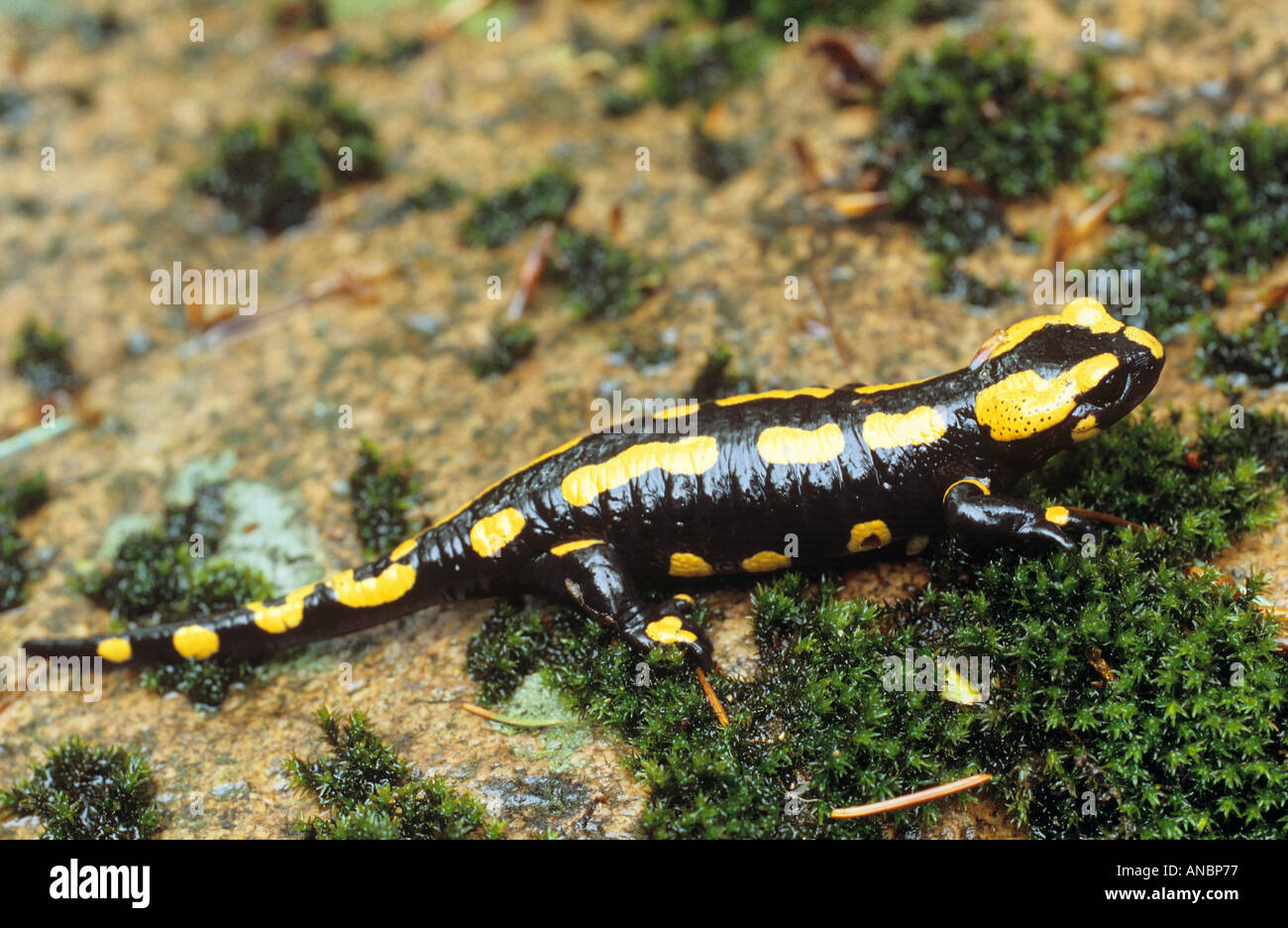 Salamandra salamandra salamandre terrestre / Banque D'Images