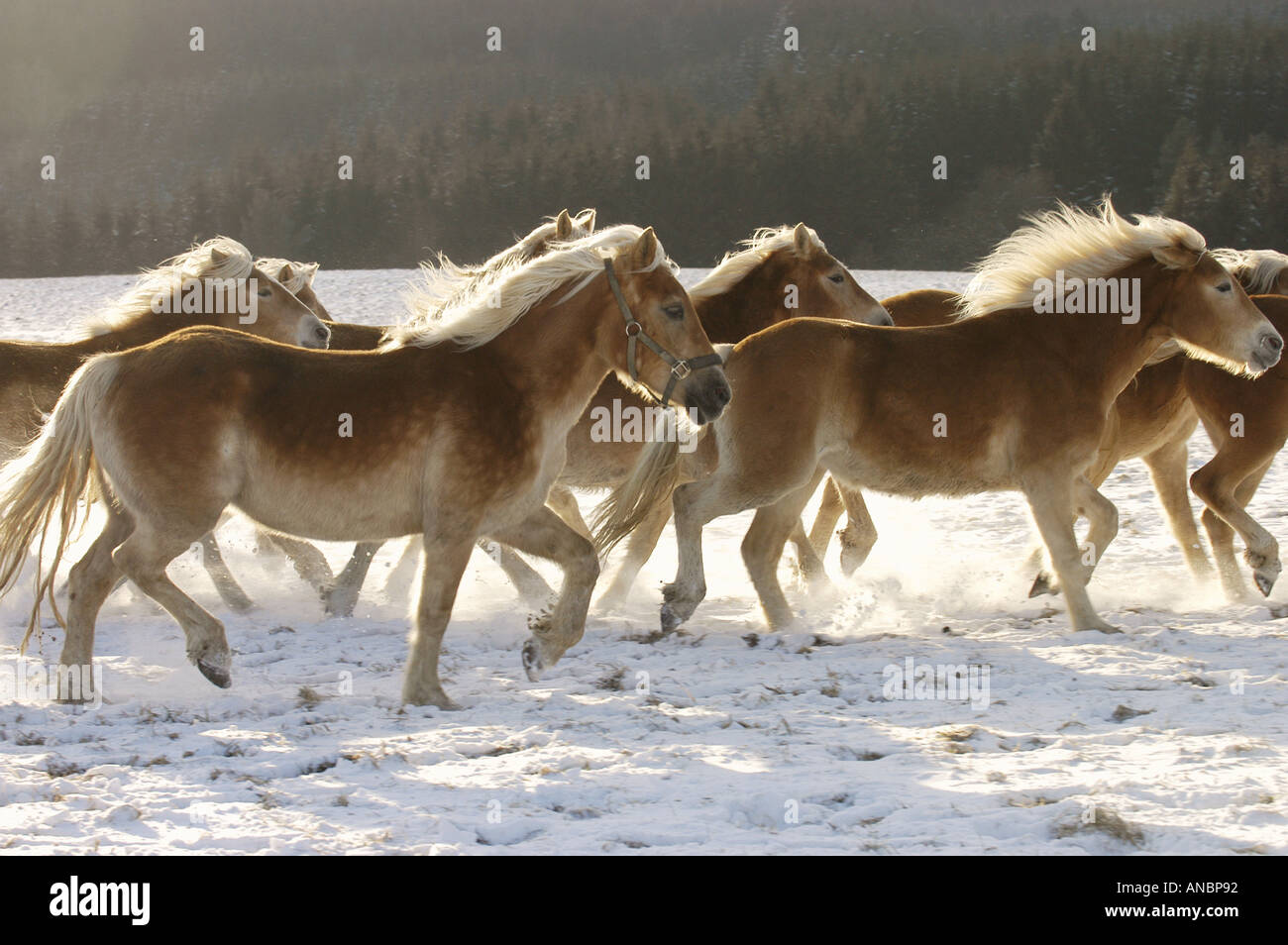 Troupeau trottant dans Haflinger - snow Banque D'Images